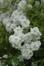 White Dorothy Perkins rose photo