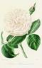 Thyra Hammerich rose photo