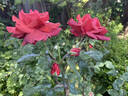 Smoky rose photo