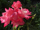 Traviata rose photo