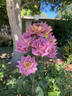 Incognito rose photo