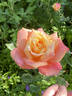 President Herbert Hoover rose photo