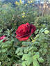 Epoca rose photo