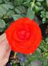 Curro rose photo