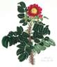 <i>Rosa ferox</i> Lindl. synonym rose photo