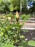 Kilwinning rose photo