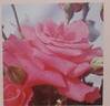 PEAfirst rose photo