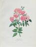 Laure Davoust rose photo