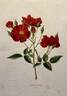 Général Fabvier rose photo