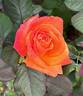 Chris Evert ™ rose photo