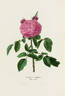 Duchesse de Sutherland rose photo