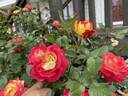 F-09-133 rose photo
