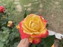 F-09-133 rose photo