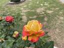 F-09-133 rose photo