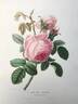 Rose des peintres rose photo