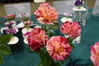 George Burns ™ rose photo