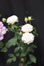 Irresistible rose photo