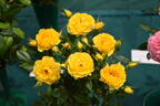 Golden Gardens rose photo