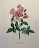 La Marseillaise rose photo
