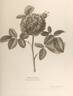 Rose du Roi rose photo