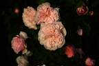 Garisenda rose photo
