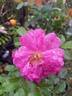 Bleak House rose photo