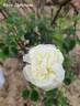 Madame Zöetmans rose photo