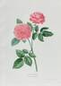 Madame Ducher rose photo