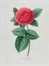 Léon Kotschoubey rose photo