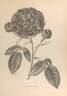 Madame Masson rose photo