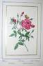 Buret rose photo
