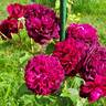 Tradescant rose photo