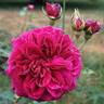 Tradescant rose photo