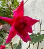 Lady Ann Kidwell rose photo