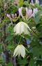 Lemon Dream clematis photo