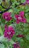 Purpurea Plena Elegans clematis photo
