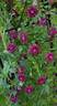 Purpurea Plena Elegans clematis photo