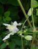 Mrs. Robert Brydon clematis photo
