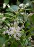 Mrs. Robert Brydon clematis photo