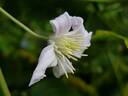 Mrs. Robert Brydon clematis photo