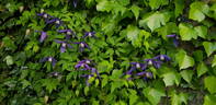 Pamela Jackman clematis photo