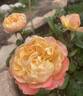 Edith rose photo
