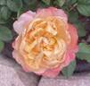 Edith rose photo