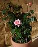 Sweet Revelation rose photo