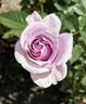 Blue Bajou ® rose photo