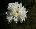 Fortuniana rose photo