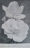 Doris Grace Robinson rose photo