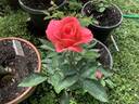 Monster of Love rose photo