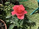 Monster of Love rose photo
