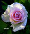 Sweet Lara rose photo
